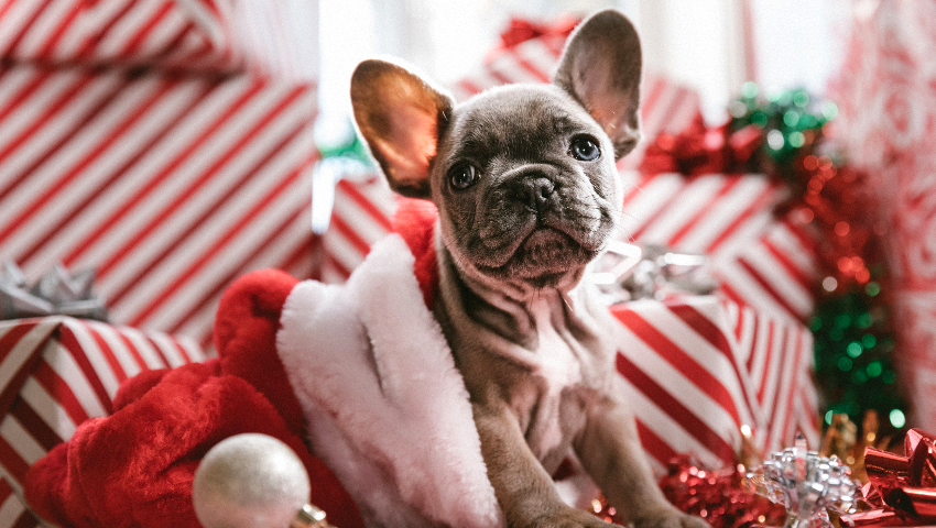 Ζώδια και δώρα: Τι πρέπει να τους πάρεις τα Χριστούγεννα για να τους ξετρελάνεις