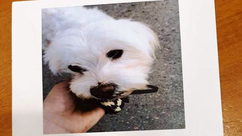 60 μέρες στους δρόμους: Το post που «ένωσε» ξανά σκύλο και ιδιοκτήτη όταν οι ελπίδες είχαν χαθεί