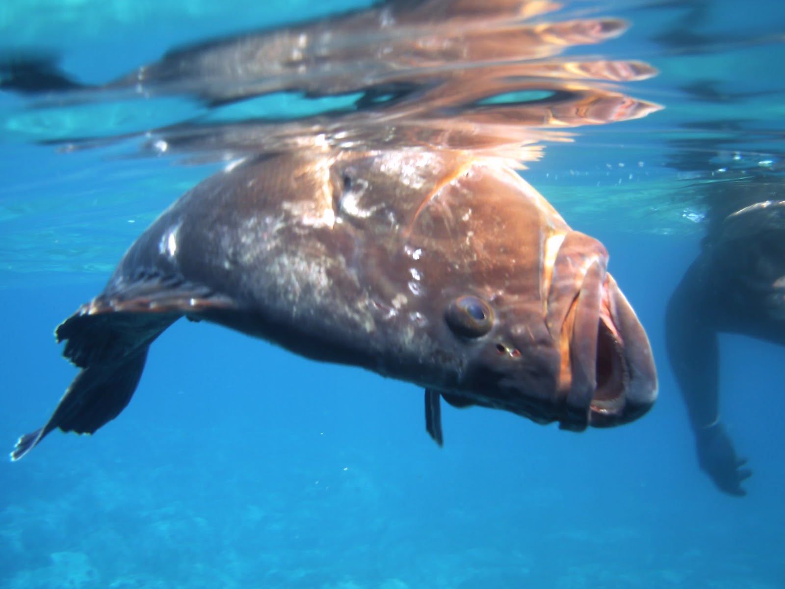 5 γνωστά είδη ψαριών των ελληνικών θαλασσών που δεν θα προλάβουν να δουν τα παιδιά σου