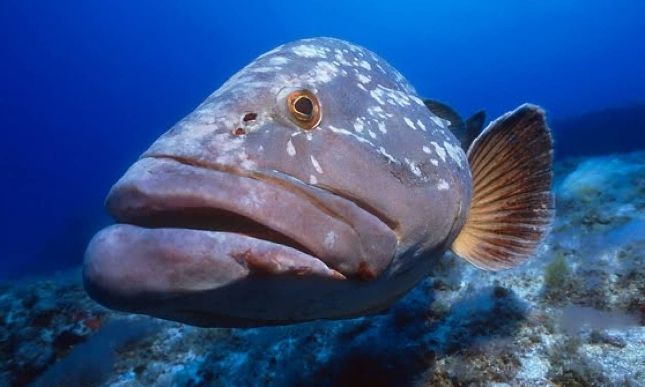 5 γνωστά είδη ψαριών των ελληνικών θαλασσών που δεν θα προλάβουν να δουν τα παιδιά σου