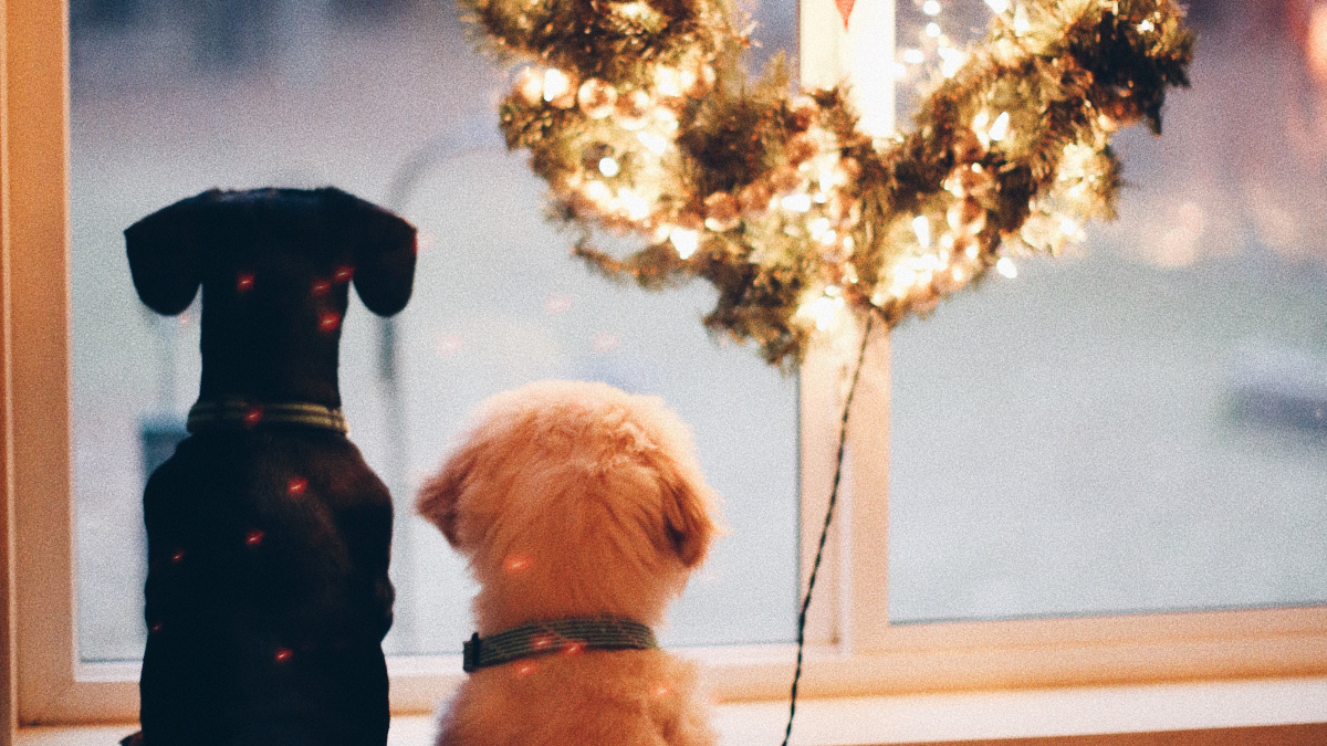 «Raise the Woof!»: Από σήμερα, το σκυλάκι σου έχει το δικό του χριστουγεννιάτικο τραγούδι