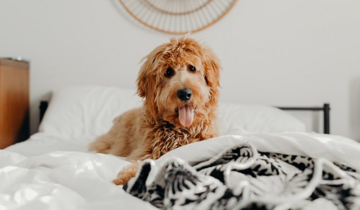 Η επιστήμη απεφάνθη: Τελικά πρέπει να μοιράζεσαι το κρεβάτι σου με τον σκύλο σου;